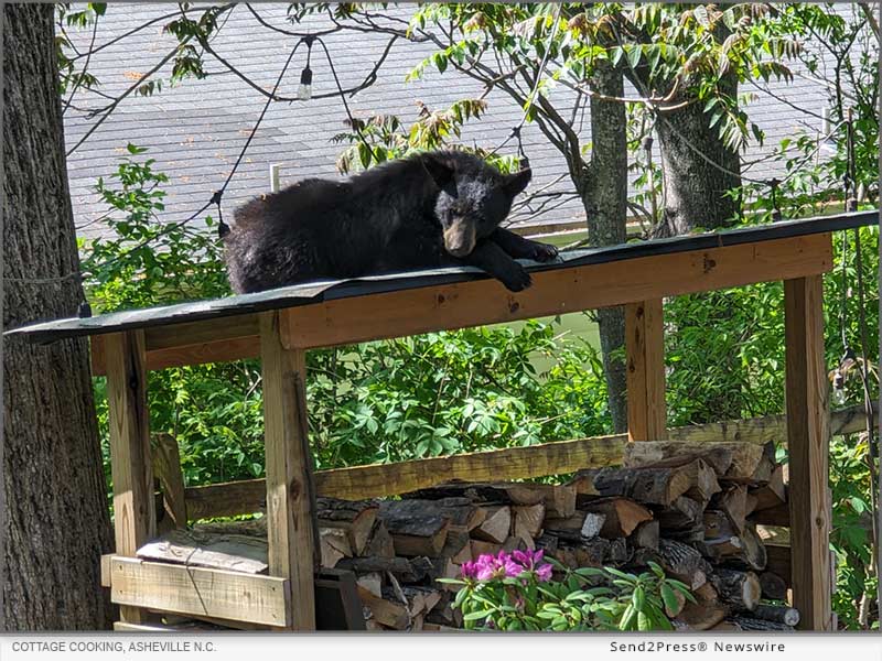 An Asheville bear enjoys the view of Cottage Cooking from its woodpile