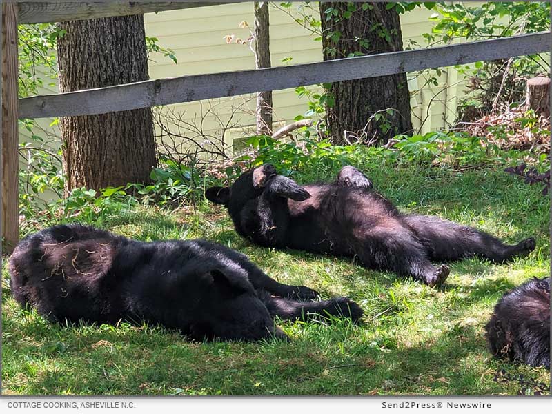 With full tummies, Asheville bears enjoy a little nap in Cottage Cooking's backyard