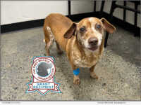 Keanan is one of many senior dogs who will benefit from grant funding from The Grey Muzzle Organization