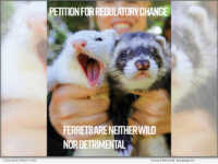 Legalize Ferrets Files Petition for Regulatory Change with California Office of Administrative Law